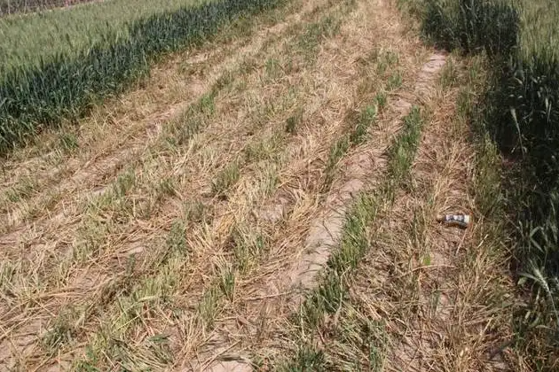 擎川輸送帶支持捍衛(wèi)糧食安全，對(duì)毀麥現(xiàn)象說(shuō)不