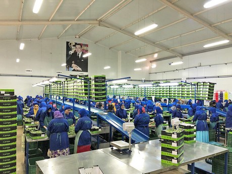 1661762383198371.jpg 果蔬輸送帶